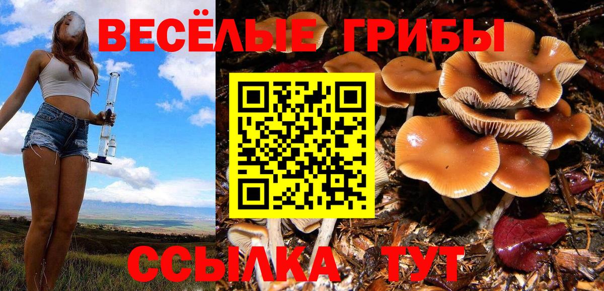 Донской  Псилоцибиновые грибы Cubensis  Вход с VPN  Галлюциногенные грибы мицелий 